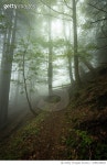 1098418492 | 게티이미지코리아 | Nebel im Wald Royalty-Free 이미지