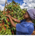 1131188143 | 게티이미지코리아 | Young African woman collecting coffee cherries, Kenya, East Africa Royalty-Free 이미지