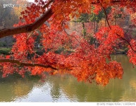 1143154276 | 게티이미지코리아 | Autumn park scenery Royalty-Free 이미지