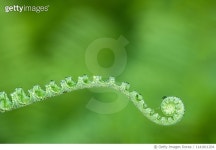 1141811204 | 게티이미지코리아 | Close Up Of Young Fern With Dew Drops Royalty-Free 이미지