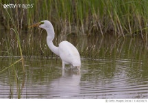 1142038179 | 게티이미지코리아 | Great Egret Eating A Tiger Salamander Larvae Royalty-Free 이미지