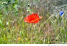 1142054267 | 게티이미지코리아 | Red Poppy Flowers In Bloom Royalty-Free 이미지