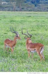 1142076983 | 게티이미지코리아 | Male Impalas Scanning For Predator Royalty-Free 이미지
