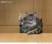 1138961639 | 게티이미지코리아 | Fat Cat Business Executive CEO Rights-Managed 이미지