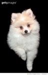 1150449114 | 게티이미지코리아 | Cute Pomeranian puppy against a black background Royalty-Free 이미지
