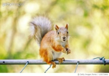 1150730866 | 게티이미지코리아 | Cute Squirrel sitting on a metallic pole near balcony with green tree Royalty-Free 이미지