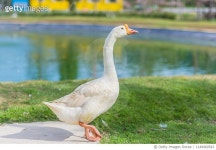 1149460543 | 게티이미지코리아 | Goose In The Zoo Royalty-Free 이미지