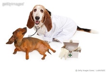 1149476055 | 게티이미지코리아 | Basset Hound Dressed As A Veterinarian With A Patient Royalty-Free 이미지