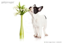 1149644320 | 게티이미지코리아 | French Bulldog Portrait On A White Background Royalty-Free 이미지