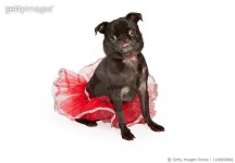 1149659668 | 게티이미지코리아 | Pug Dog Wearing A Pretty Red Tutu Royalty-Free 이미지