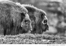 1150002347 | 게티이미지코리아 | Musk Ox Royalty-Free 이미지