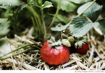1155323845 | 게티이미지코리아 | Close-up of strawberry growing on plant Royalty-Free 이미지
