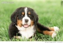 1154128716 | 게티이미지코리아 | Sweet Bernese Mountain Dog Puppy at 8 weeks Old Sits Outside in Grass Royalty-Free 이미지