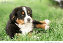 1154128747 | 게티이미지코리아 | Sweet Bernese Mountain Dog Puppy at 8 weeks Old Sits Outside in Grass Royalty-Free 이미지