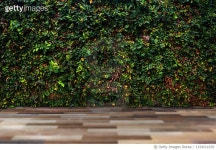 1154211670 | 게티이미지코리아 | Green Leaf Wall With Wood Floor Royalty-Free 이미지
