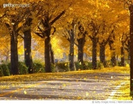 MBRF19010898 | 게티이미지코리아 | 은행나무길 Royalty-Free 이미지