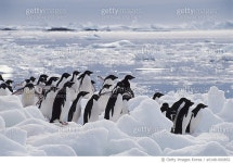 a0148-000852 | 게티이미지코리아 | Adelie Penguins Royalty-Free 이미지