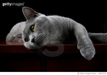 108267605 | 게티이미지코리아 | Cat british shorthair posing for camera Royalty-Free 이미지
