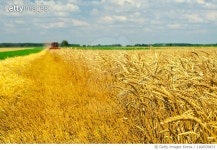 1160539471 | 게티이미지코리아 | Combine harvester harvesting wheat Royalty-Free 이미지