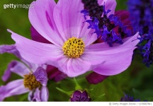 1159887841 | 게티이미지코리아 | Pink Cosmos Flower Royalty-Free 이미지