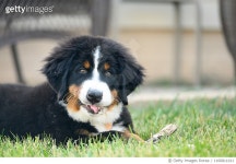 1160811011 | 게티이미지코리아 | 12 Week Old Sweet Bernese Mountain Dog Puppy Chews on Stick in Grass Royalty-Free 이미지