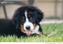 1160811012 | 게티이미지코리아 | 12 Week Old Sweet Bernese Mountain Dog Puppy Chews on Stick in Grass Royalty-Free 이미지