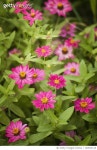 160525118 | 게티이미지코리아 | A Group of Vivid Pink Zinnia Flowers Royalty-Free 이미지