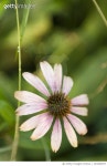 163269257 | 게티이미지코리아 | Purple Coneflower Close-up Royalty-Free 이미지