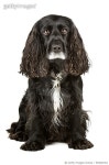 545843351 | 게티이미지코리아 | Cocker Spaniel in Studio Royalty-Free 이미지