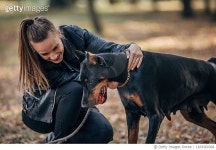 1169360308 | 게티이미지코리아 | Woman playing with Doberman Royalty-Free 이미지