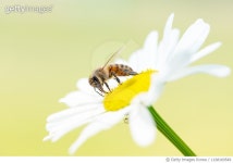 1168169549 | 게티이미지코리아 | Bee On Buttercup Royalty-Free 이미지