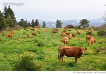 MHZD19000150 | 게티이미지코리아 | 제주도 목장 소떼 Rights-Managed 이미지