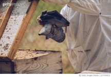 1173300973 | 게티이미지코리아 | The beekeeper works in the apiary Royalty-Free 이미지