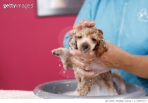 1174093737 | 게티이미지코리아 | Dog Groomer cares for brown toy poodle dog in a specialized salon. Royalty-Free 이미지