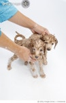 1174367168 | 게티이미지코리아 | Dog Groomer cares for brown toy poodle dog in a specialized salon. Royalty-Free 이미지