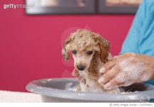1182594041 | 게티이미지코리아 | Dog Groomer cares for brown toy poodle dog in a specialized salon. Royalty-Free 이미지
