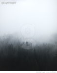 1178962028 | 게티이미지코리아 | Nebel im Wald Royalty-Free 이미지
