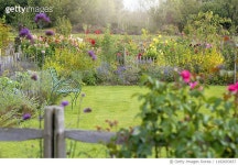 1182693837 | 게티이미지코리아 | A beautiful summer English garden with wrought iron bench surrounded by a rustic wooden fence... 