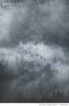 1188937664 | 게티이미지코리아 | Nebel im Wald Royalty-Free 이미지