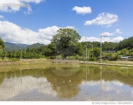 MIVA19000333 | 게티이미지코리아 | 영풍 태창리 느티나무(천연기념물 제274호) Rights-Managed 이미지