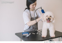 1193209551 | 게티이미지코리아 | an asian chinese female pet groomer using electronic shaver grooming a toy poodle Royalty-Free... 