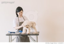 1193209571 | 게티이미지코리아 | an asian chinese female pet groomer using electronic shaver grooming a toy poodle Royalty-Free... 