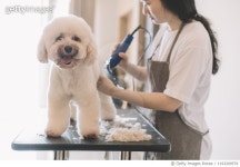 1193209579 | 게티이미지코리아 | an asian chinese female pet groomer using electronic shaver grooming a toy poodle Royalty-Free... 