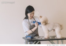 1193209603 | 게티이미지코리아 | an asian chinese female pet groomer using electronic shaver grooming a toy poodle Royalty-Free... 