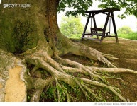 MBID19000219 | 게티이미지코리아 | 전북 익산시 느티나무 나무 성당면 Rights-Managed 이미지