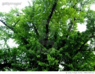 MBID19000225 | 게티이미지코리아 | 전북 익산시 성당면 은행나무 나무 Rights-Managed 이미지