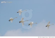 MBRF19029636 | 게티이미지코리아 | vh572 백조창공을날다2. 철원. 3월1일13시43분촬영 Royalty-Free 이미지