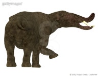 1192967464 | 게티이미지코리아 | Platybelodon mammal, rear view. Royalty-Free 이미지