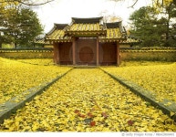 MBIA20000401 | 게티이미지코리아 | 경기도 파주시 파주향교 향교 문화재 목조건물 은행나무 나무 낙엽 Rights-Managed 이미지