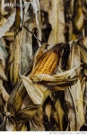 1202275380 | 게티이미지코리아 | Ear of Ripend Field Corn in a Corn Field in Southern Michigan Royalty-Free 이미지